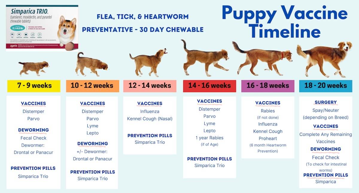 GPAH puppy vaccine timeline