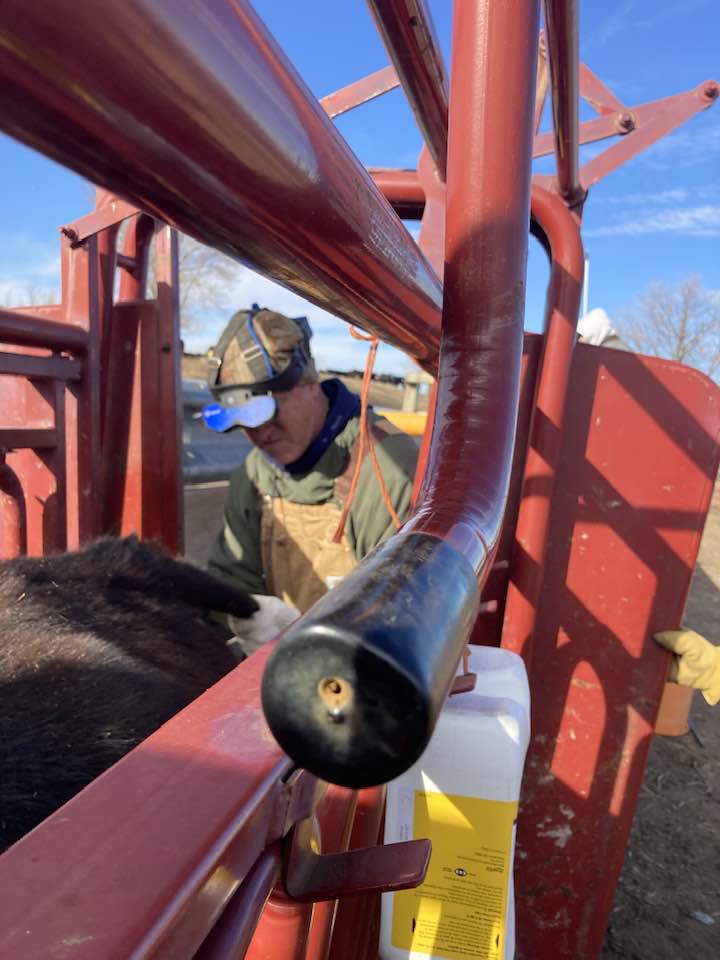 Cattle