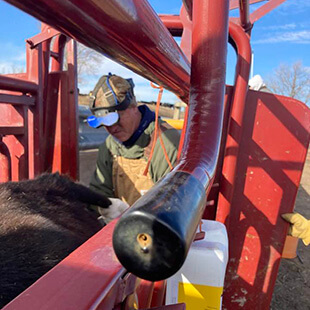 Cattle Services in San Jose