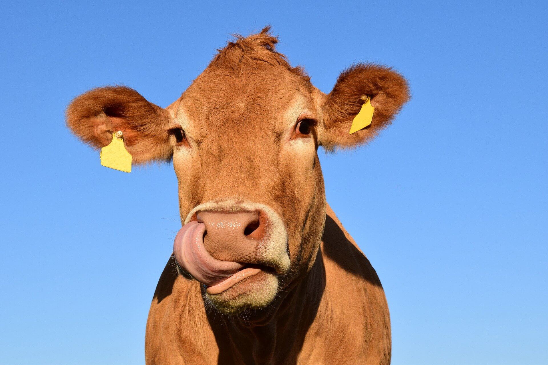 cute cow