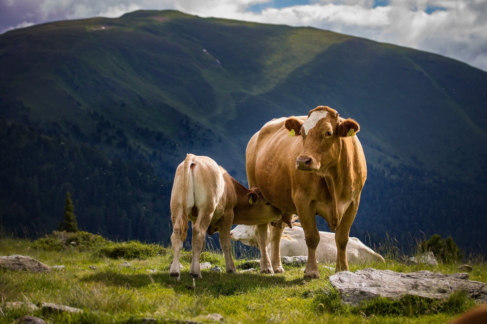 Cow and Calf