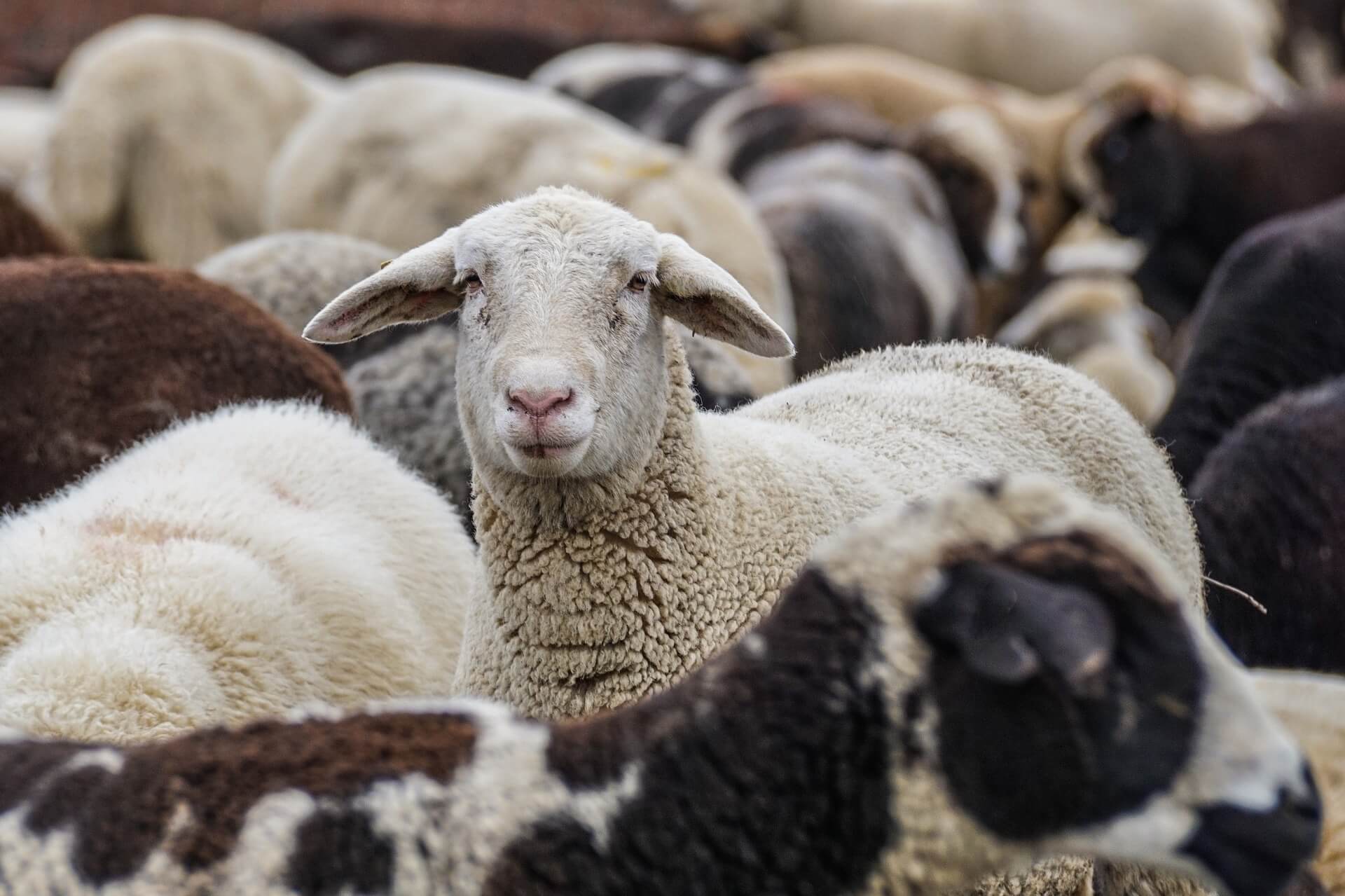 Sheep Flock