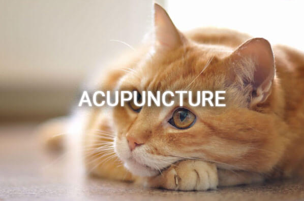 Pet Acupuncture Service at Green Prairie Animal Hospital