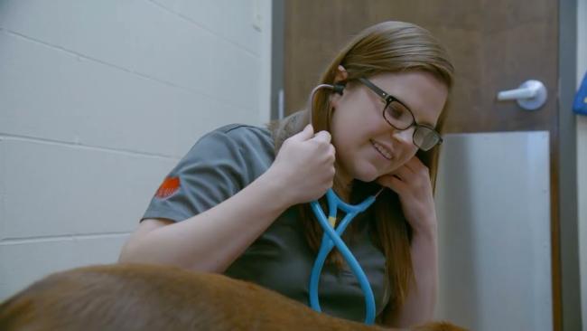 Veterinary hospital in [practice:city]