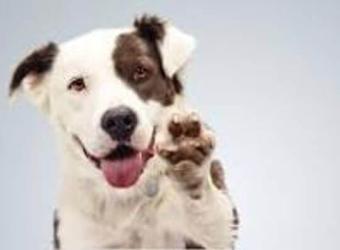 How to Be Prepared for a Pet Adoption!
