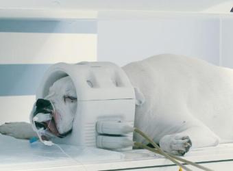 Understanding CT Scans in Veterinary Care