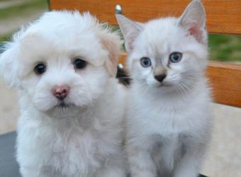 Vaccination: Finding the Right Protocol for Your Pet