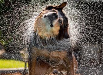 Why Water Isn’t Always the Cause of Your Dog’s Swimmer’s Ear