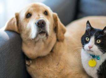 What Information Should I Leave For a Pet Sitter?